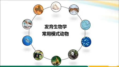 发育生物学常用模式动物