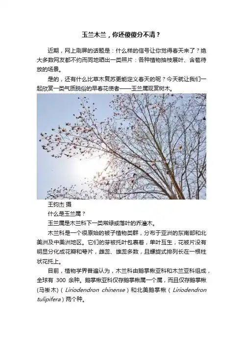 玉兰木兰，你还傻傻分不清？