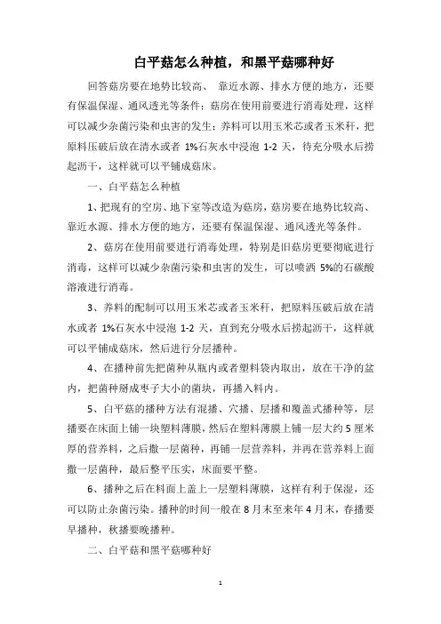白平菇怎么种植,和黑平菇哪种好