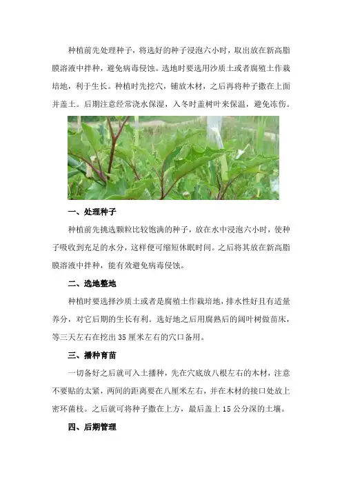 天麻的种植方法