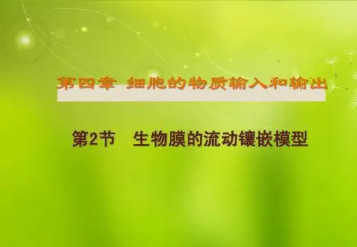 高中生物《第四章 第二节 生物膜的流动镶嵌模型》课件4 新人教版必修1