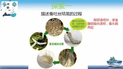 教科版三年级下册科学：2.4蚕变了新模样ppt教学课件