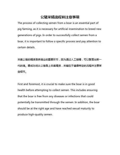 公猪采精流程和注意事项