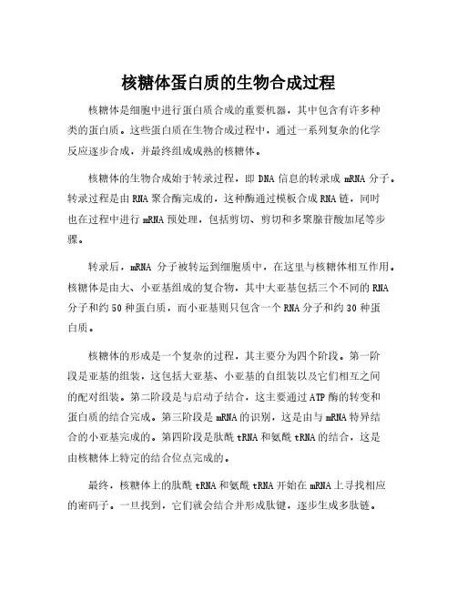 核糖体蛋白质的生物合成过程