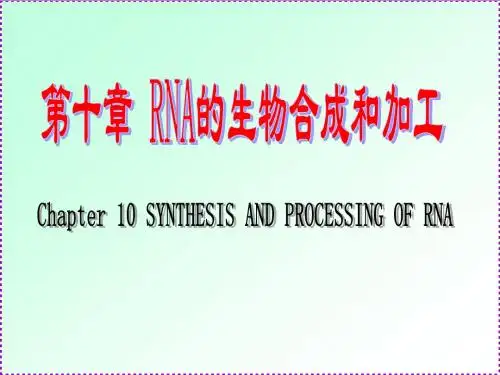 第10章RNA的生物合成和加工20102