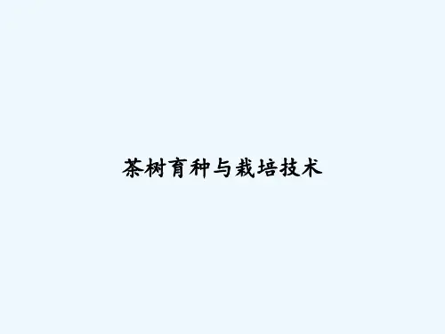 茶树育种与栽培技术 PPT