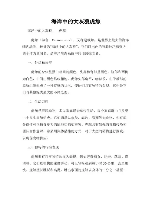海洋中的大灰狼虎鲸