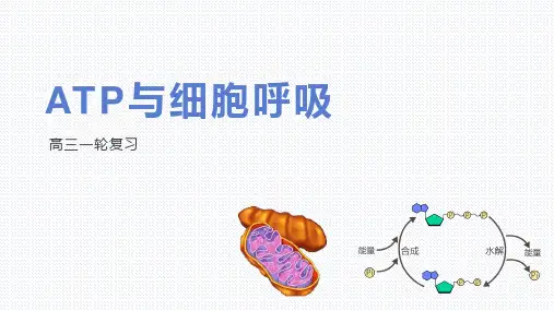 【课件】高三一轮复习生物：ATP与细胞呼吸课件