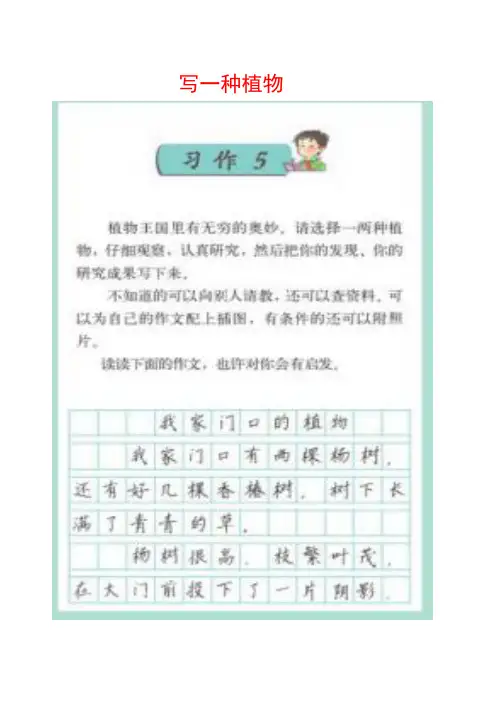 苏教版四年级下册习作5《写一种植物》范文(计47篇30页)
