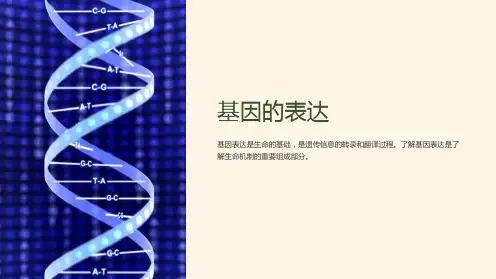 基因的表达-