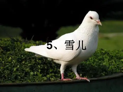 三下《雪儿》ppt课件完美版