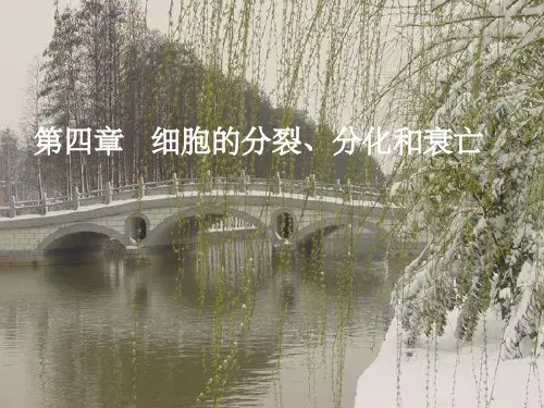 《细胞分裂和分化》PPT课件