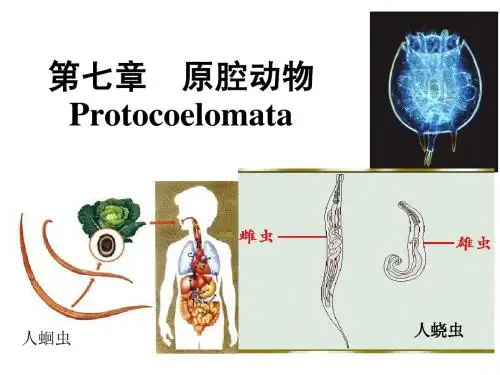 第8章原腔动物