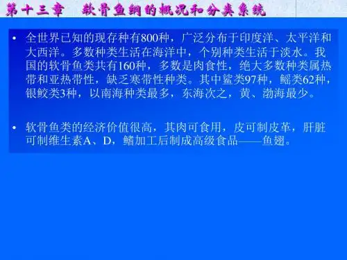 软骨鱼纲的概况和分类系统