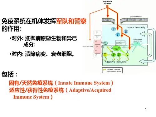 12 细胞免疫应答