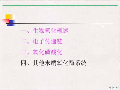 生物化学ppt生物氧化PPT精选