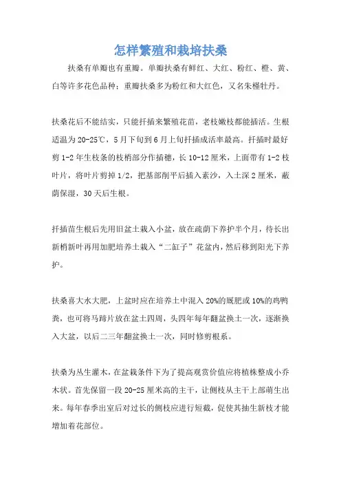 怎样繁殖和栽培扶桑