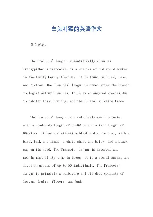 白头叶猴的英语作文