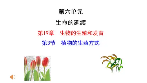 北师大版生物八上19.3《植物的生殖方式》  课件(共26张PPT)