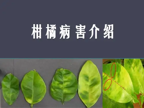 柑橘病害PPT