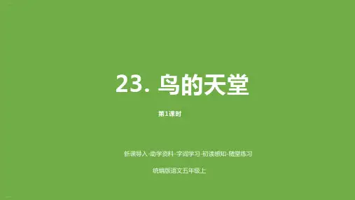 部编版《鸟的天堂》上课课件1