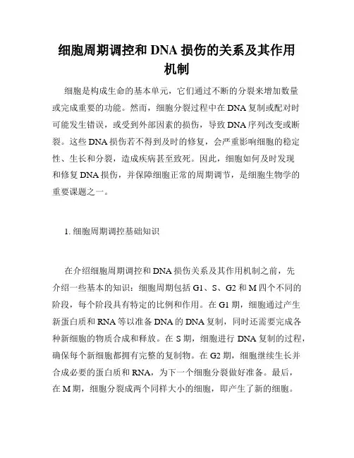 细胞周期调控和DNA损伤的关系及其作用机制
