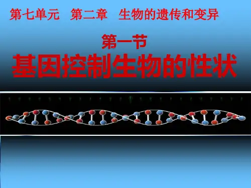 人教版八年级下册生物七单元第二章第一节基因控制生物的性状课件(共30张PPT)