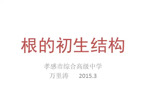 根的初生结构