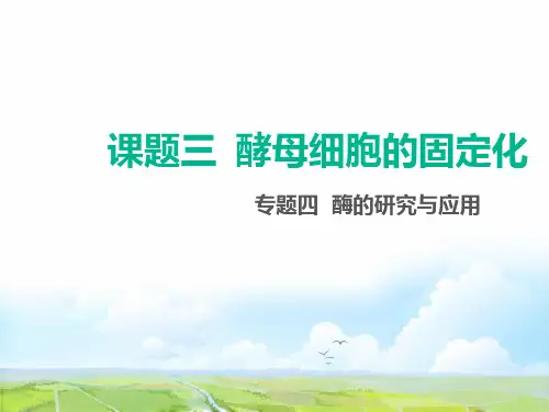 高中生物选修1课件6：4.3 酵母细胞的固定化