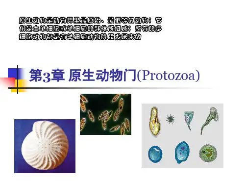 第3章 原生动物