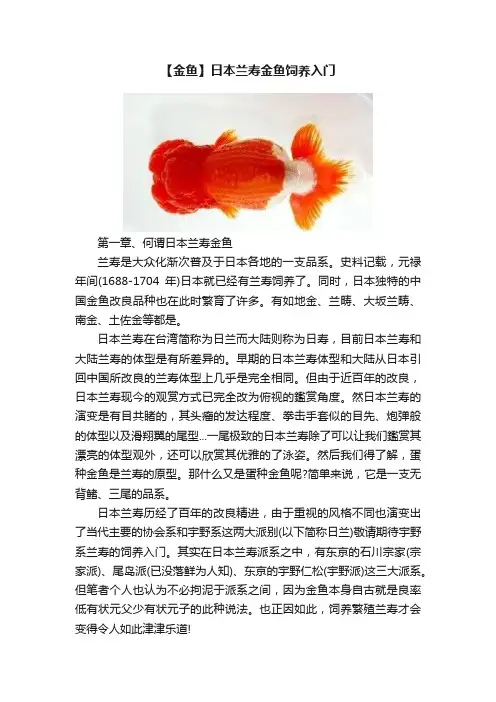 【金鱼】日本兰寿金鱼饲养入门