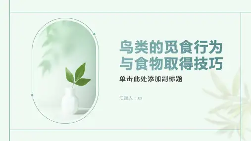 鸟类的觅食行为与食物取得技巧