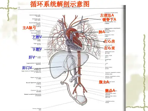 循环系统解剖示意图