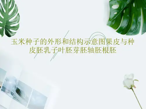 玉米种子的外形和结构示意图果皮与种皮胚乳子叶胚芽胚轴胚根胚24页PPT