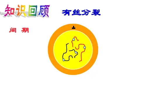 高中生物第二章第一节减数分裂和受精作用 课件人教版必修2