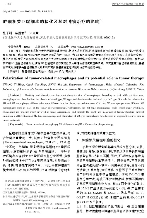 肿瘤相关巨噬细胞的极化及其对肿瘤治疗的影响