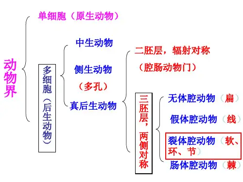 第9章 节肢动物门①——甲壳纲、蛛形纲、多足纲