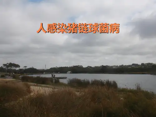 人感染猪链球菌病PPT课件