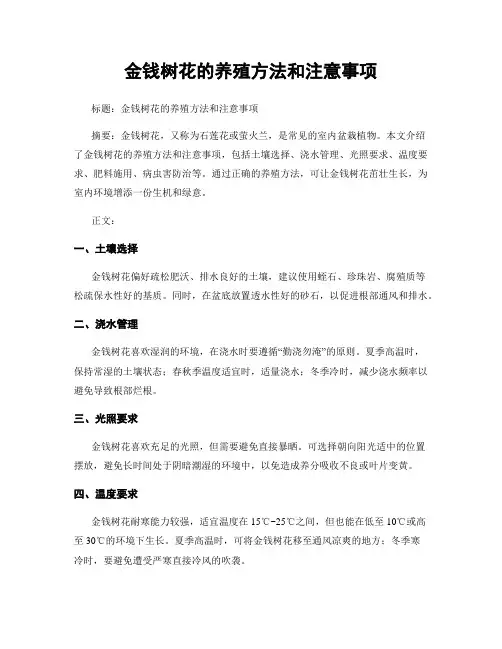 金钱树花的养殖方法和注意事项