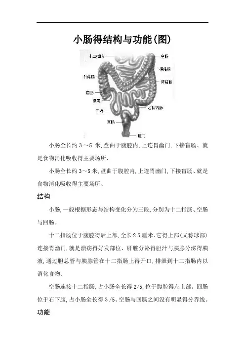小肠的结构和功能