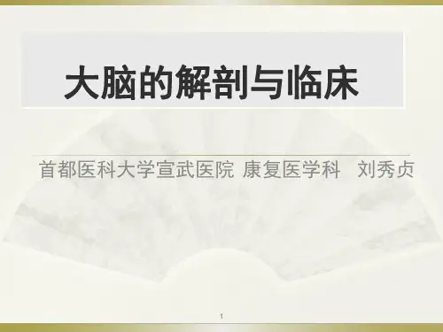 大脑解剖与临床 pdf