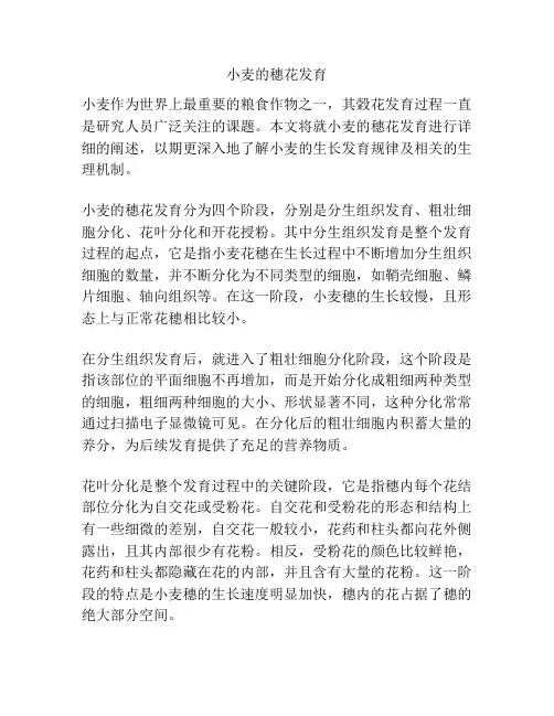 小麦的穗花发育