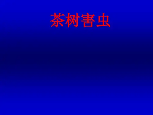 茶树害虫