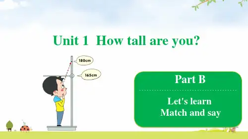 人教PEP版六年级下册英语Unit 1 how tall are you  Part B  Let's learn 课件