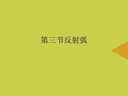 反射弧最新PPT资料