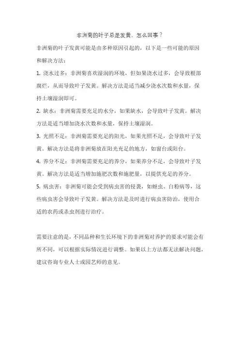 非洲菊的叶子总是发黄,怎么回事？