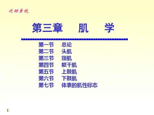 人体系统解剖教程4-运动系统-肌学