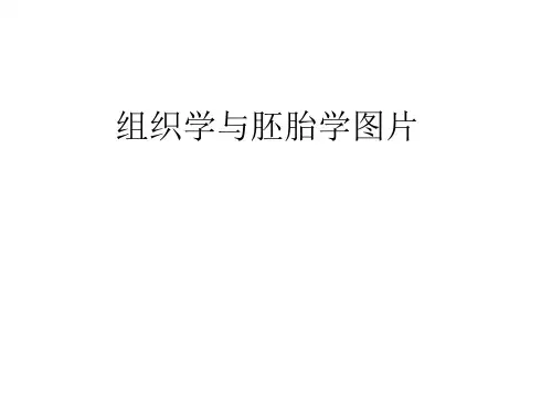 组织学与胚胎图参考大全