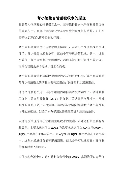 肾小管集合管重吸收水的原理