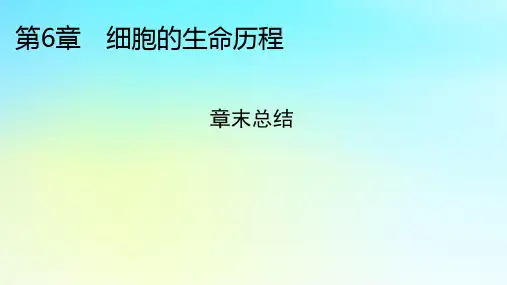 第6章细胞的生命历程章末总结课件-高一生物人教版(2019)必修1